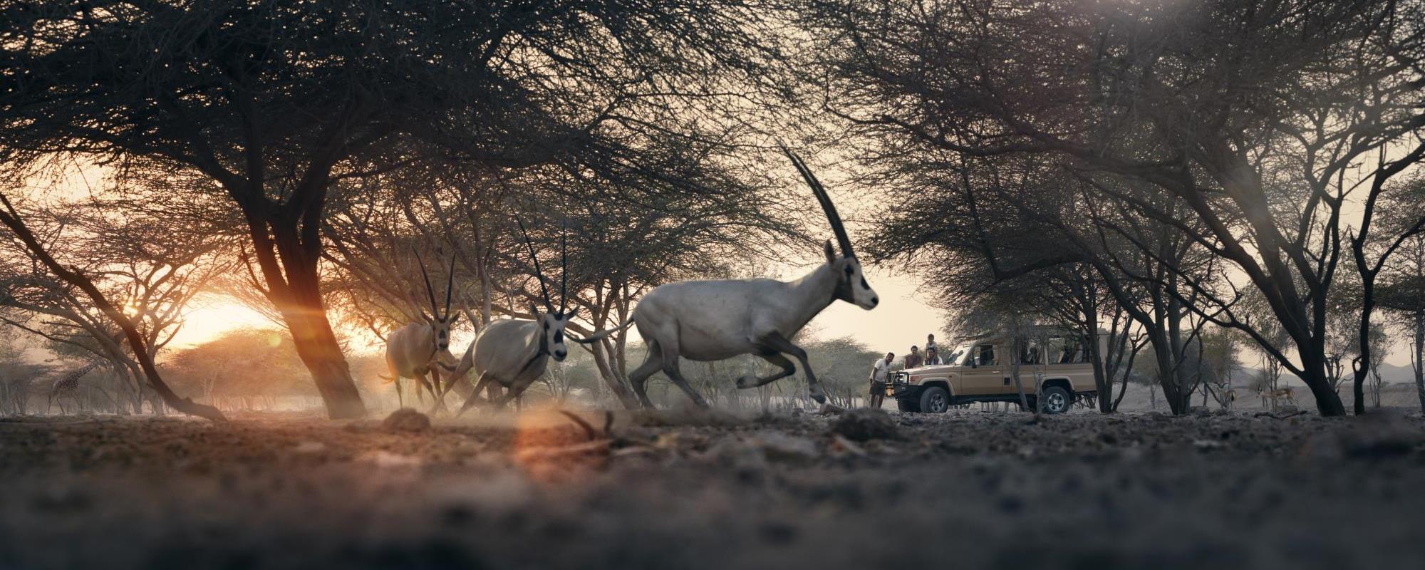 Sir-Bani-Yas-Hero-01d